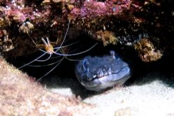 Today's dive - It's a party. A Mustache Conger Eel with a... by Glenn Poulain 